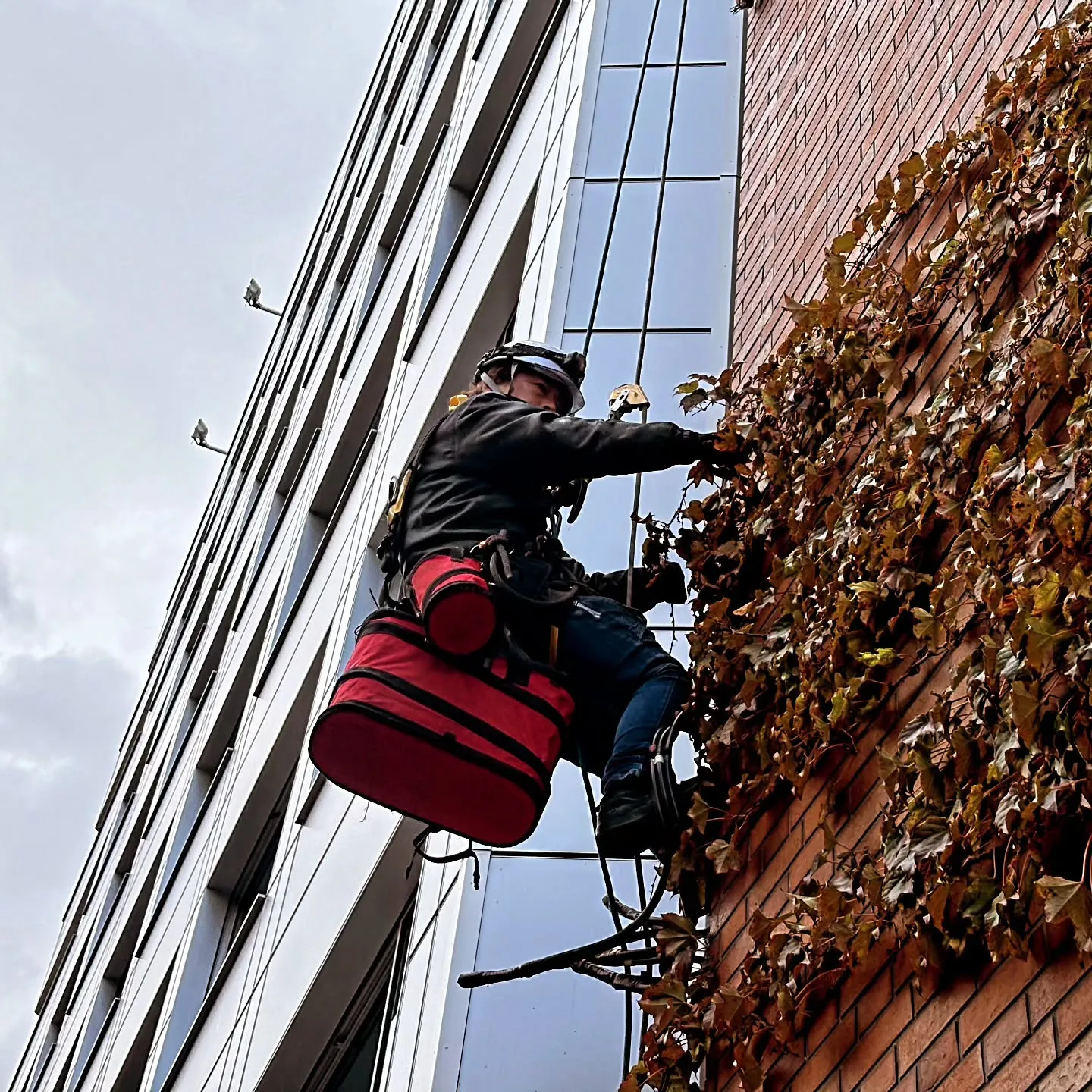 ※※※　外壁ツタ撤去　※※※